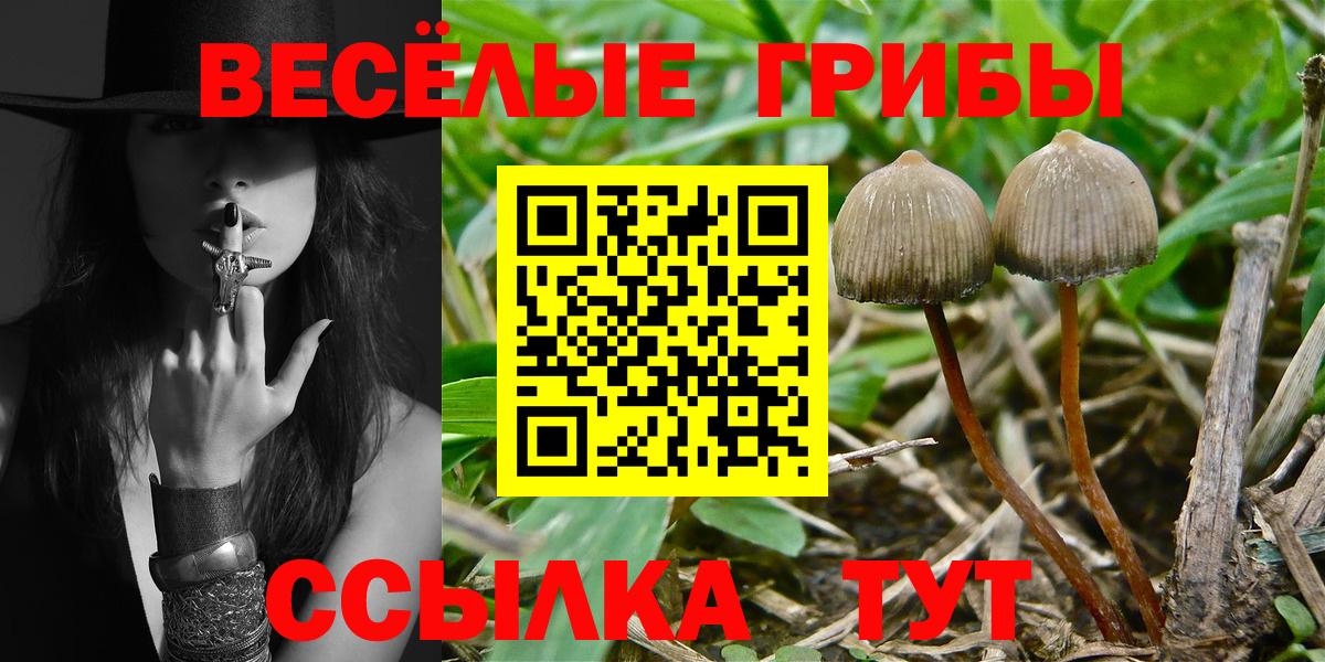 Галлюциногенные грибы Psilocybe Волжский